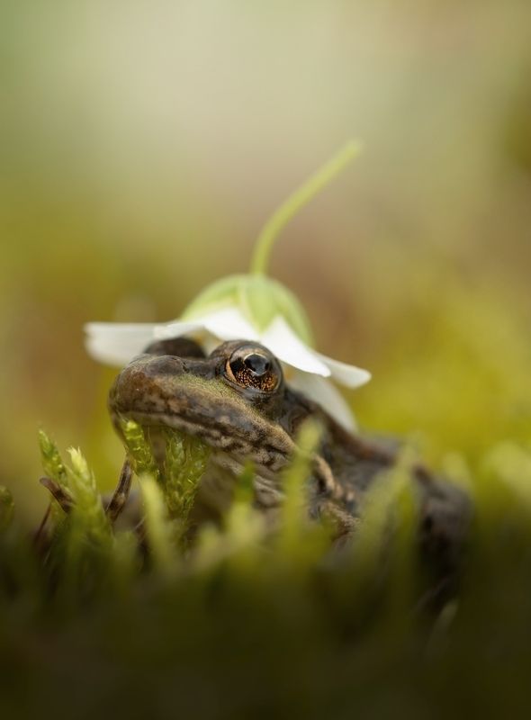 Всё дело в шляпе! фото превью