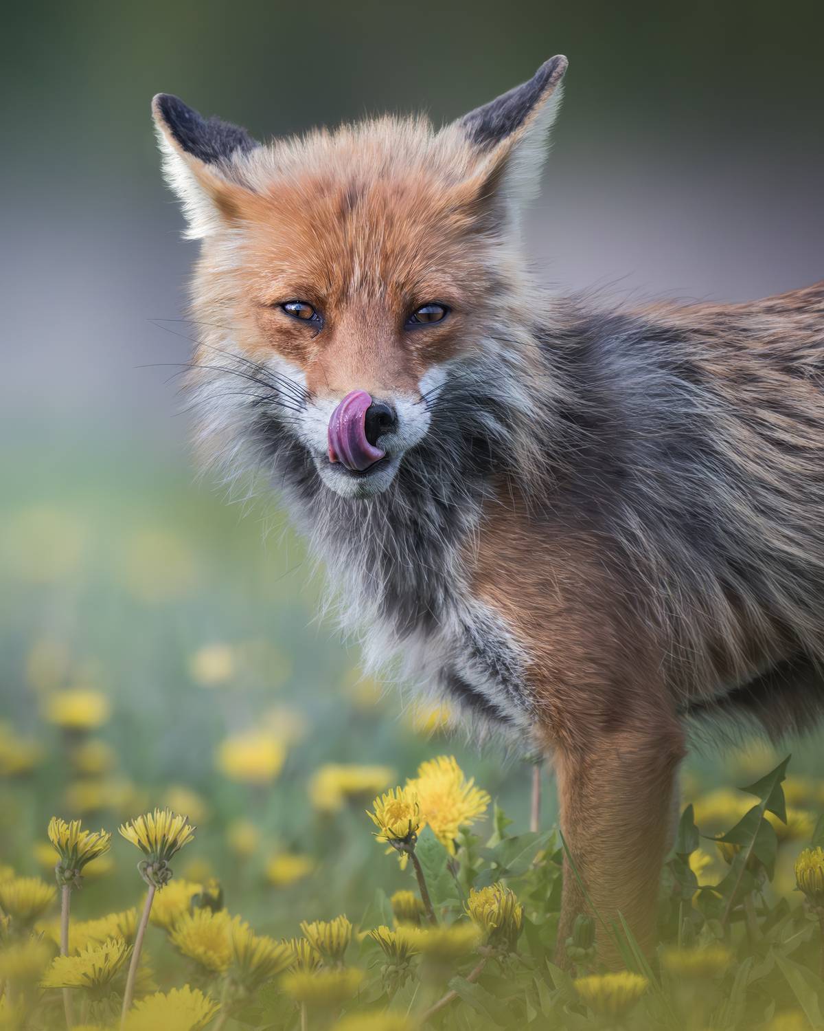 , Поляков Михаил