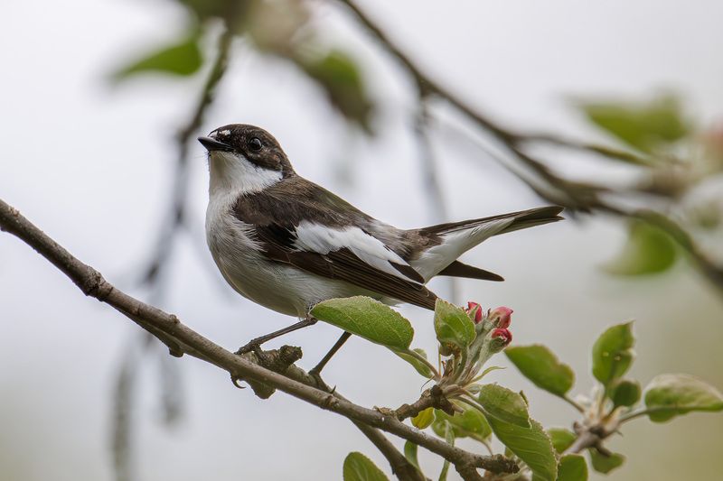 мухоловка, пеструшка, мухоловка пеструшка Мухоловка пеструшка фото превью