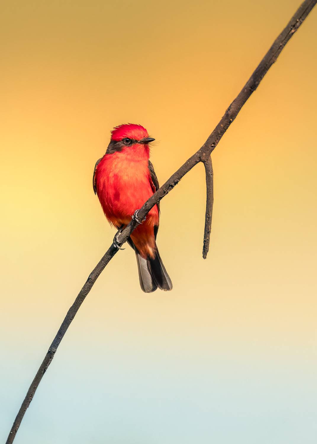 , Maikel Valle Clara