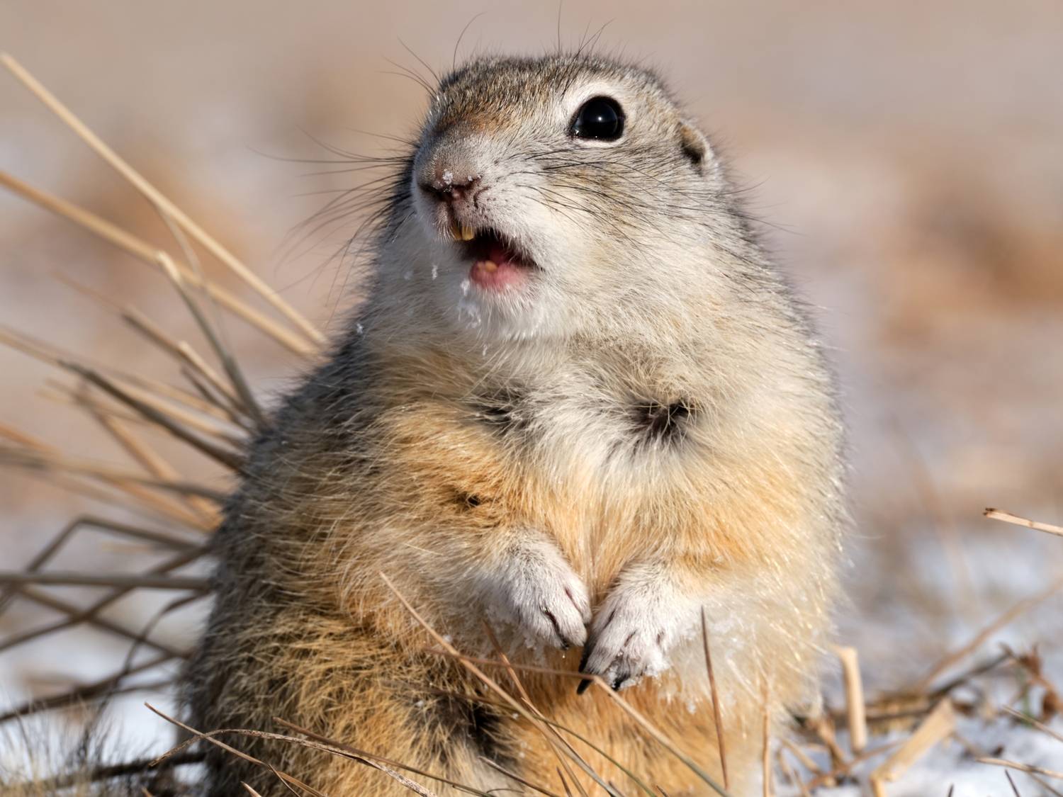 суслик, Багурский Алексей