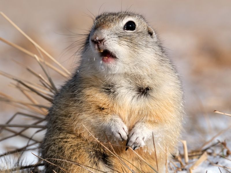 суслик Звезда в шоке фото превью