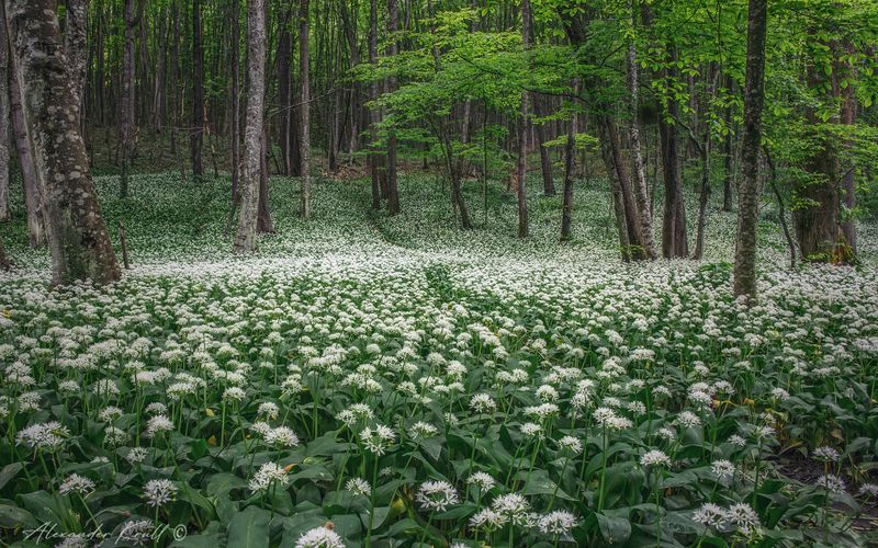 черемша, цветы, цветение, лес, весна, май Когда цветет черемша фото превью