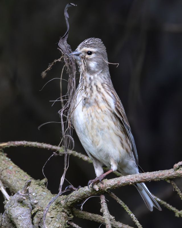коноплянка, птицы, фото птиц, linaria cannabina  фото превью