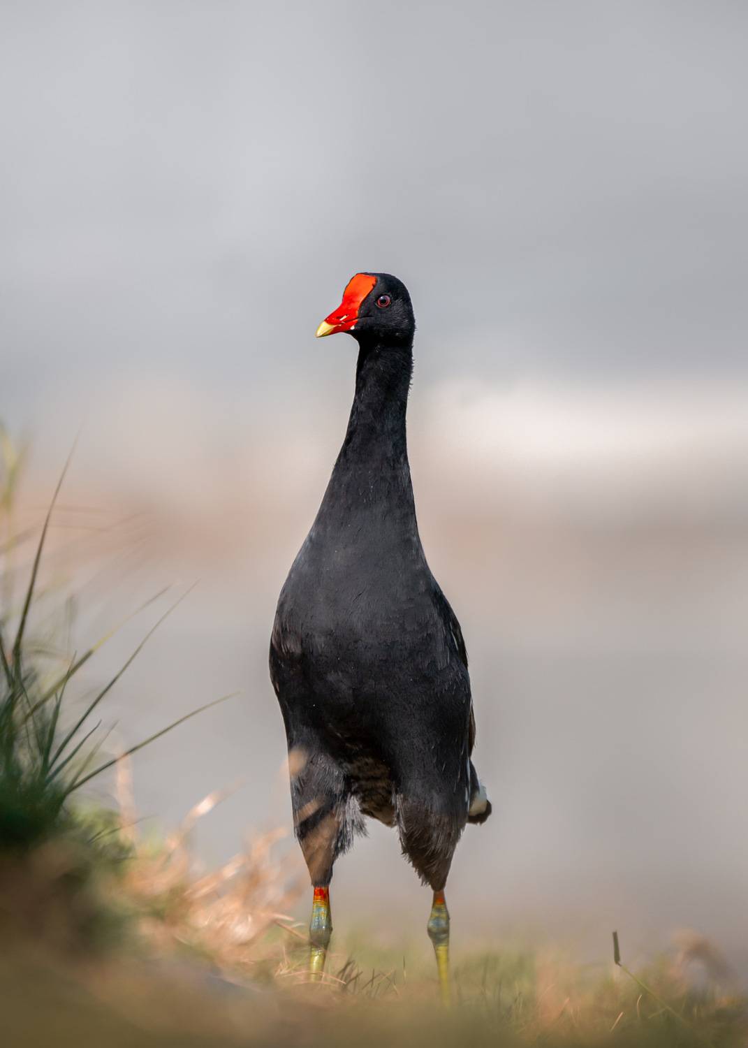 , Maikel Valle Clara