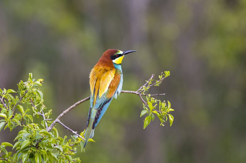 природа *** фото превью