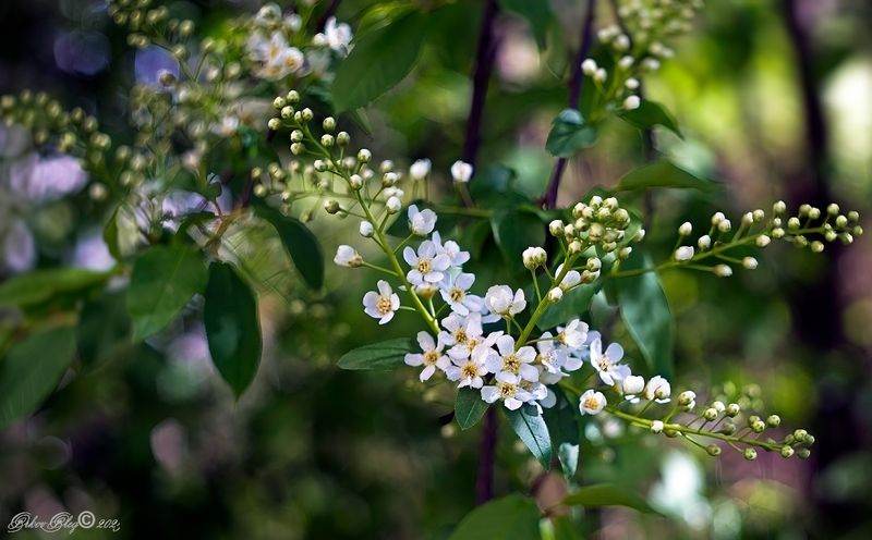 *** фото превью