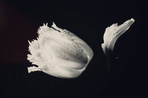 Пепельно-розовый тюльпан.