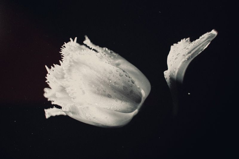 черно-белое, монохромное, цветок, тюльпан, пепельно-розовый, тюльпан, эксперимент, аномалия, макро, красота, эстетика, стилистика, запах, живое, винтажное, винтажная оптика, гелиос 44-2, юпитер-8, sony a7 iii, фотографирую цветы, черно белые тюльпаны, кер Пепельно-розовый тюльпан. фото превью