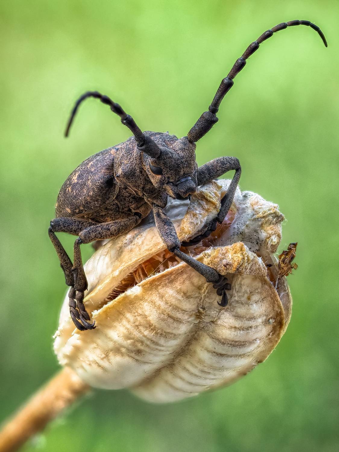 , Олег Савицкий