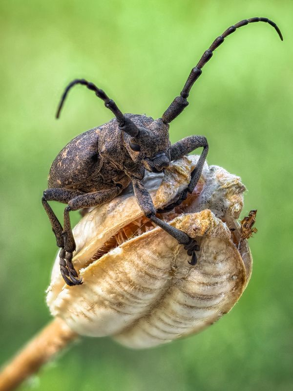 Ивовый толстяк. фото превью