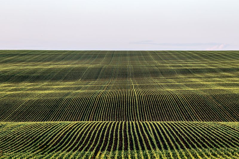 пейзаж, сельское хозяйство, поля, природа, Тульская область, просторы, красота полей По волнам. фото превью
