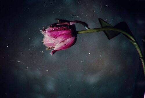 Я видел мартовских тюльпанов красоту.