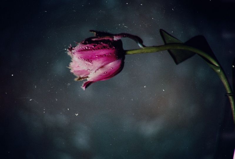 природа, красота, цветок, тюльпан, пепельно-розовый, натюрморт, эксперимент, аномалия, макро, красота, эстетика, стилистика, запах, живое, винтажное, винтажная оптика, гелиос 44-2, юпитер-8, sony a7 iii, фотографирую цветы, фотографирую тюльпаны, керчь, к Я видел мартовских тюльпанов красоту. фото превью