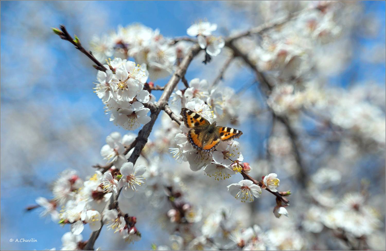 май,цветение,бабочка, Александр Чувилин