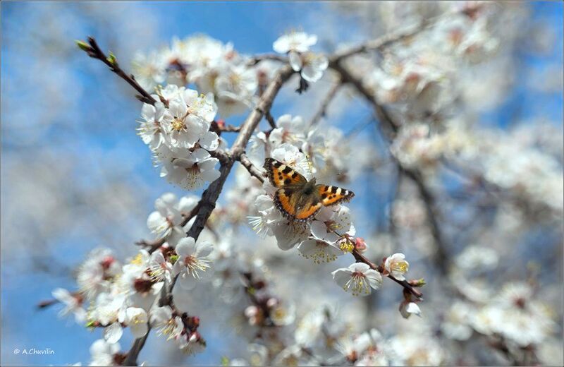 май,цветение,бабочка Цветущий май фото превью