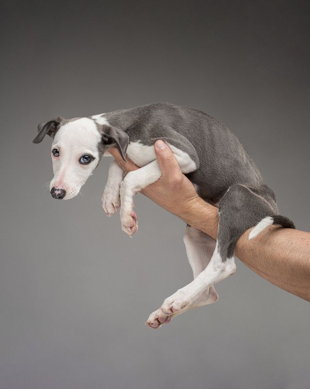 фото превью