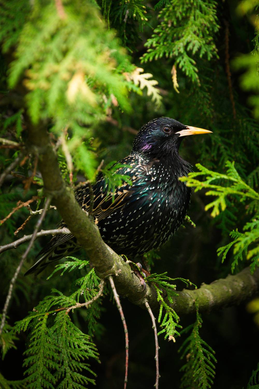 , Лажанский Руфат