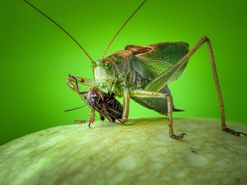 Зеленый хищник. фото превью
