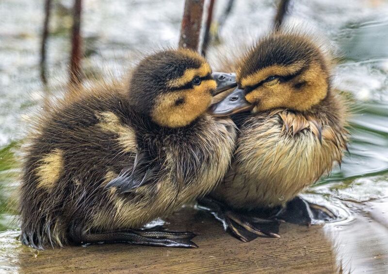 птицы, кисловодск, кряква, птенцы Малыши фото превью