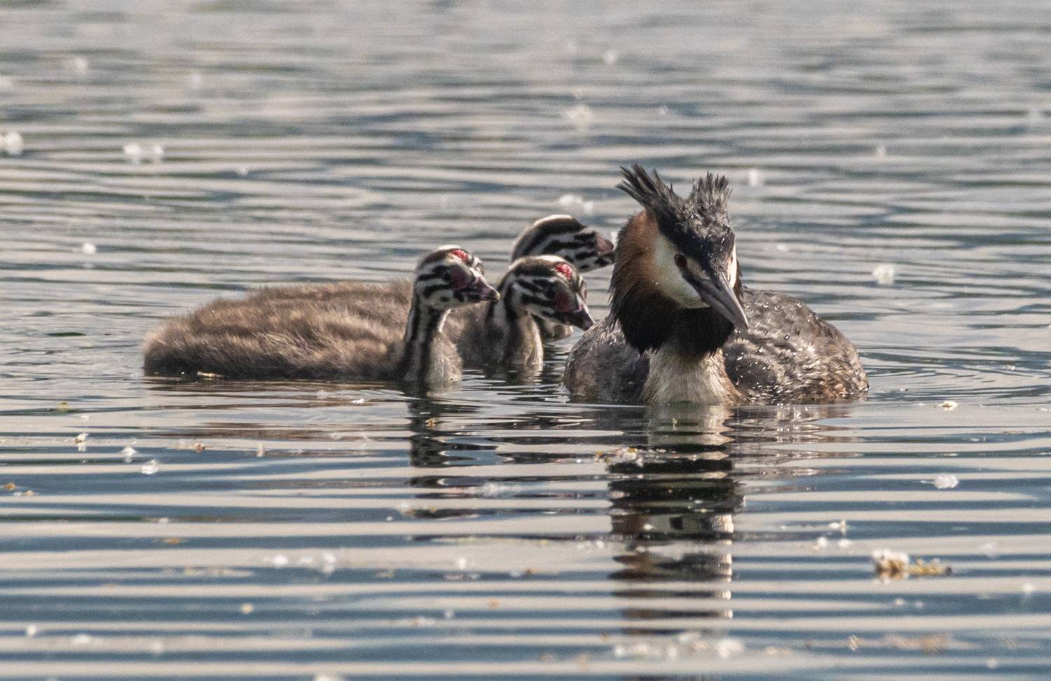 птицы, чомга, птенцы, кисловодск, Савчук Сергей