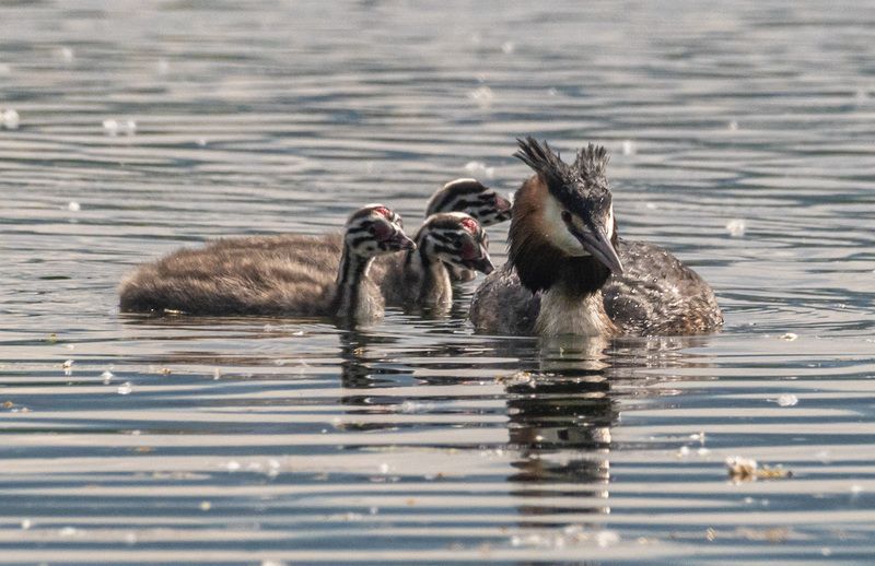 птицы, чомга, птенцы, кисловодск Чомга с потомством фото превью