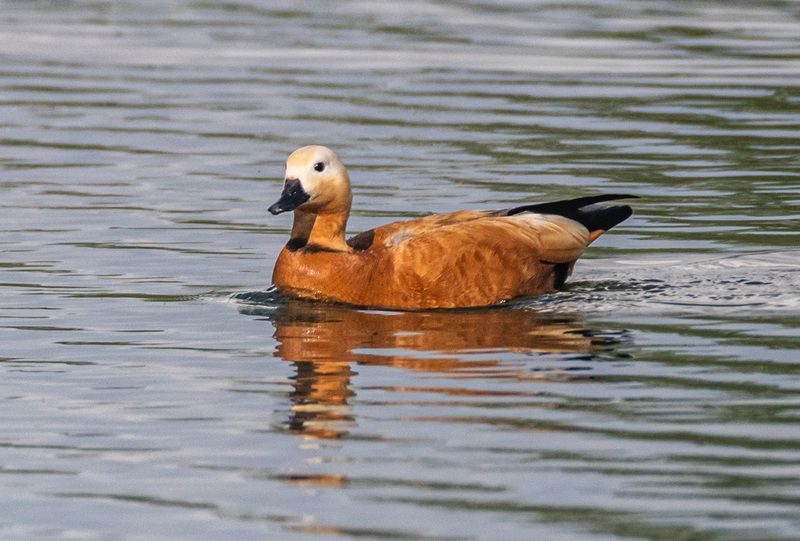 птицы, огарь, кисловодск Огарь фото превью