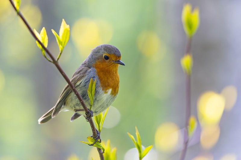 зарянка, малиновка, птицы Зарянка фото превью