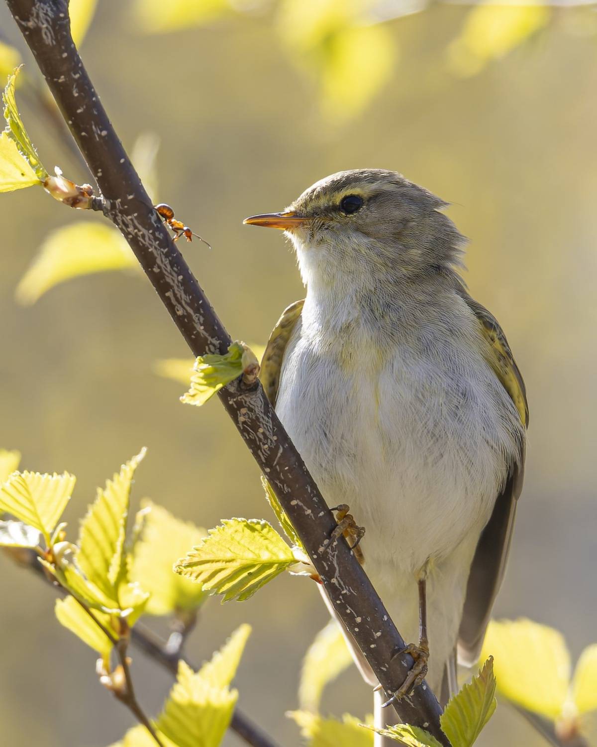 пеночка-весничка, муравей, пеночка весничка, пеночка, весничка, птицы, Руслан Pl
