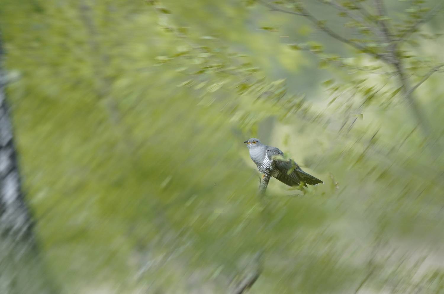 , Аникеев Владимир