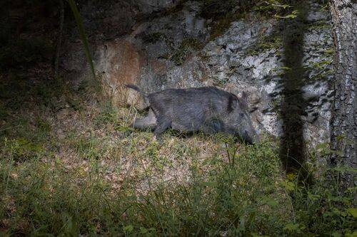 Wild Boar