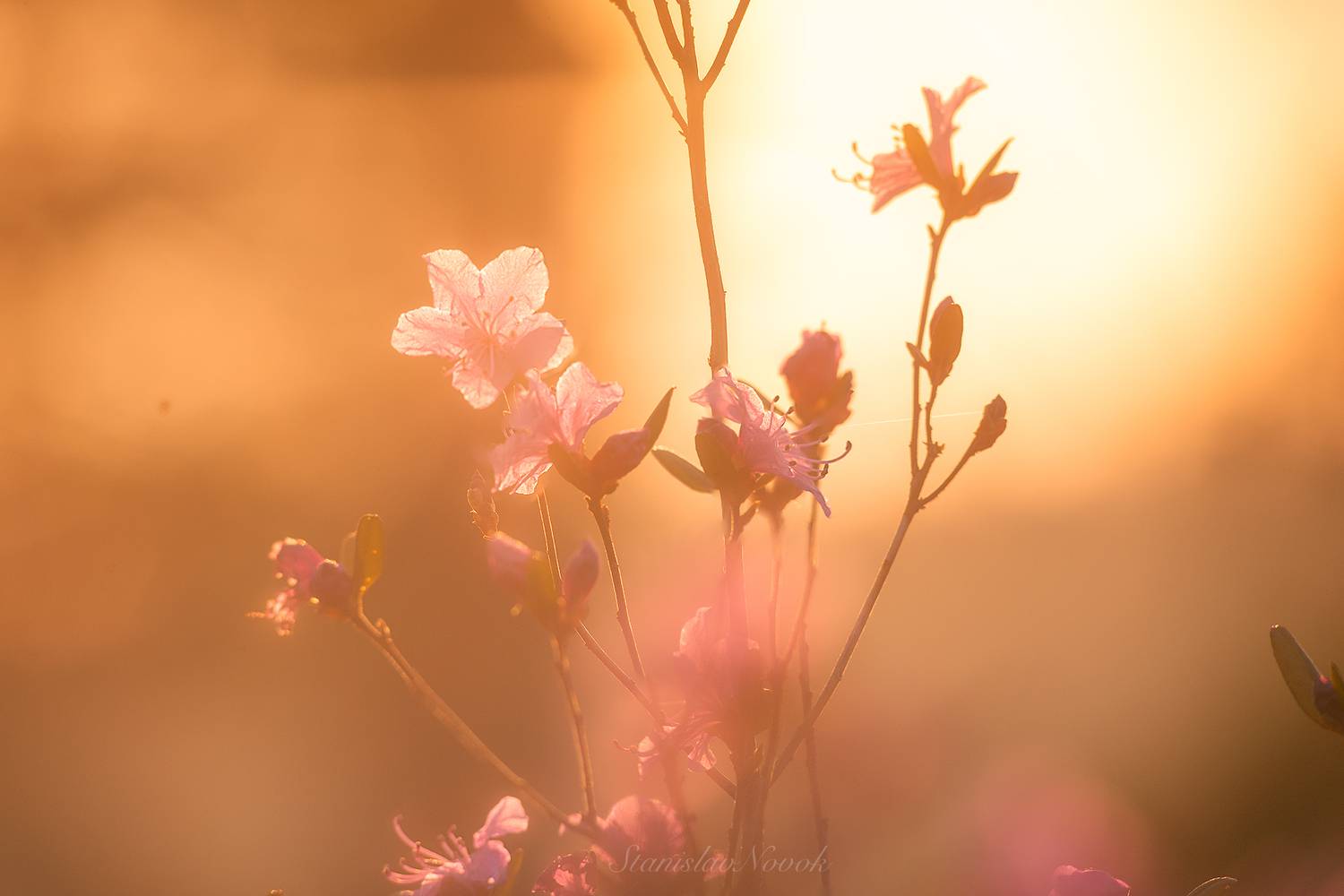 , Новокрещенов Станислав