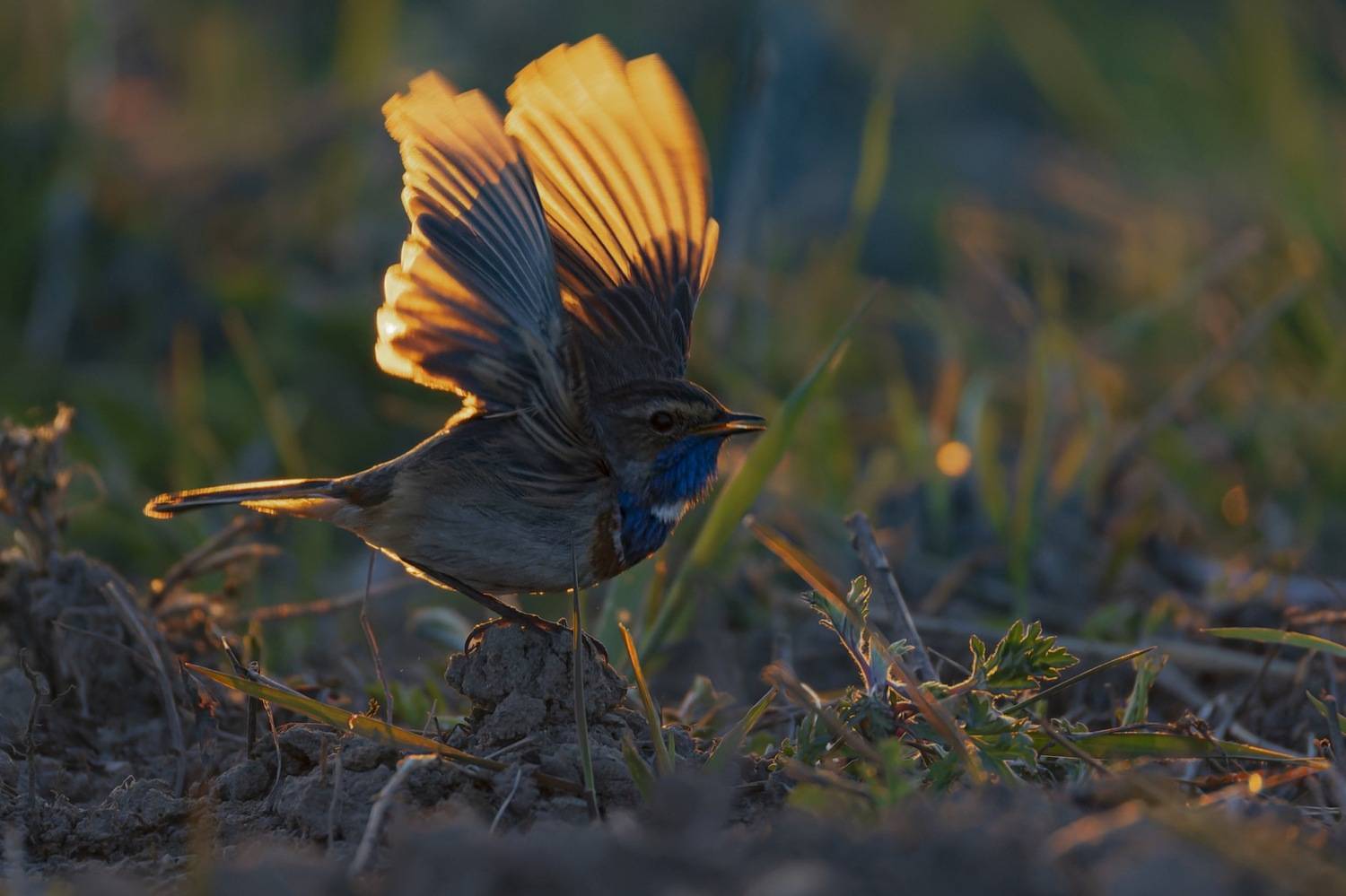 варакушка, птицы, закат, Руслан Pl