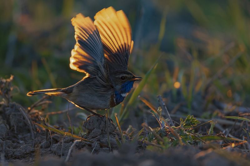 варакушка, птицы, закат Варакушка фото превью