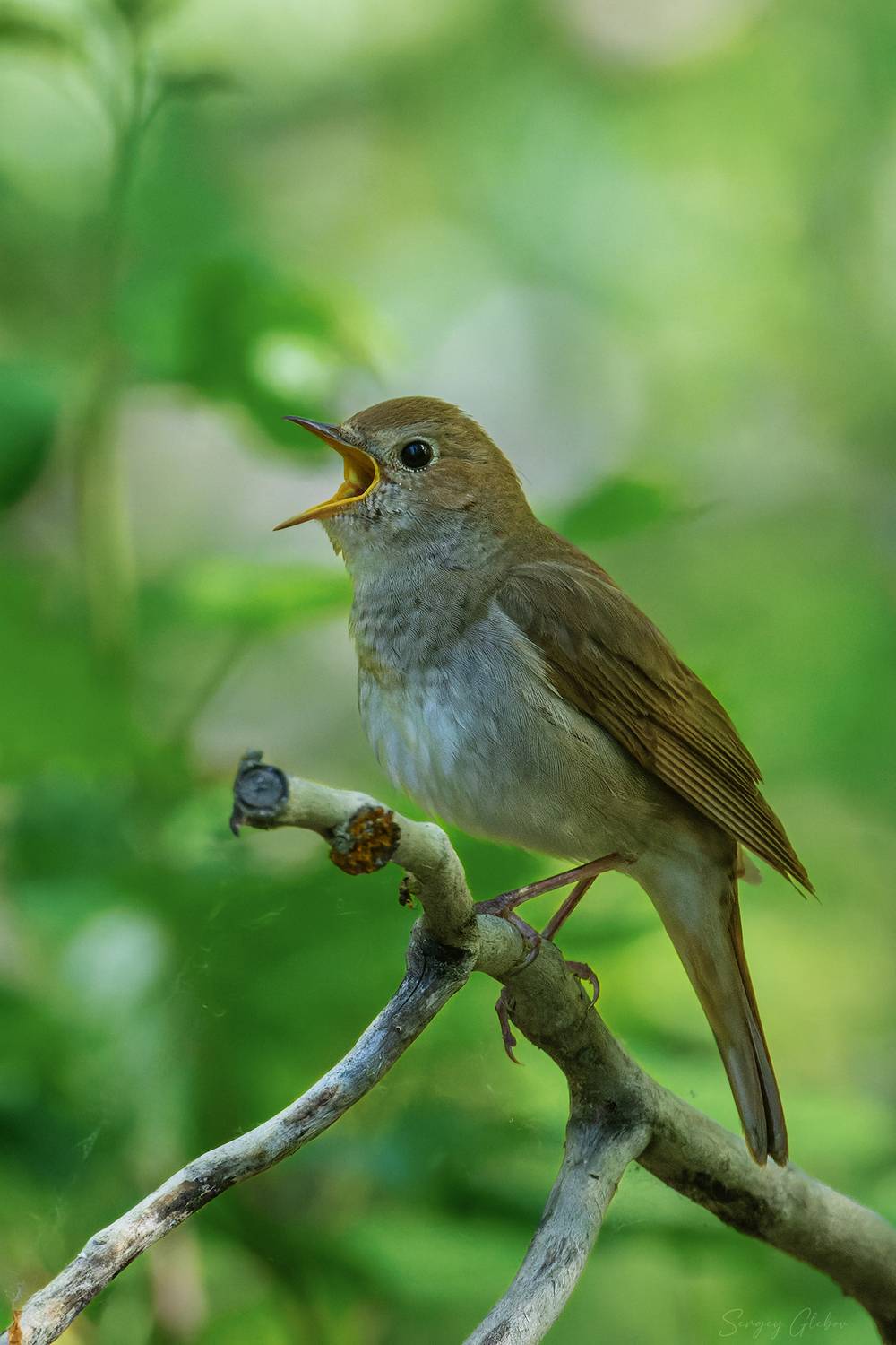 соловей, птицы, пернатые, Глебов Сергей