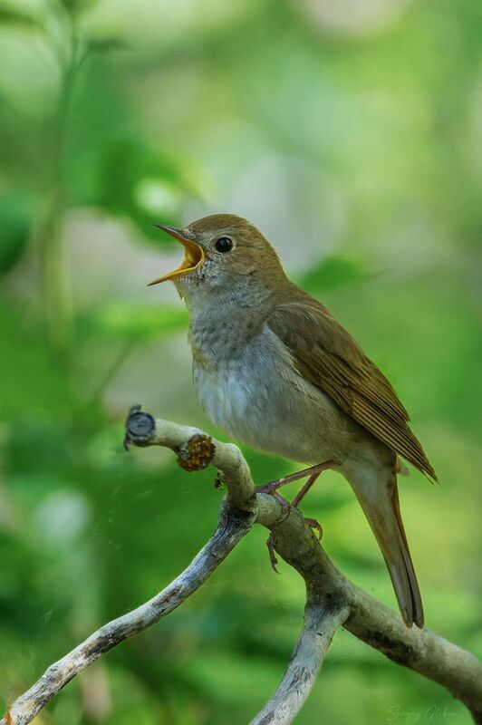 соловей, птицы, пернатые Соловей, заливается фото превью