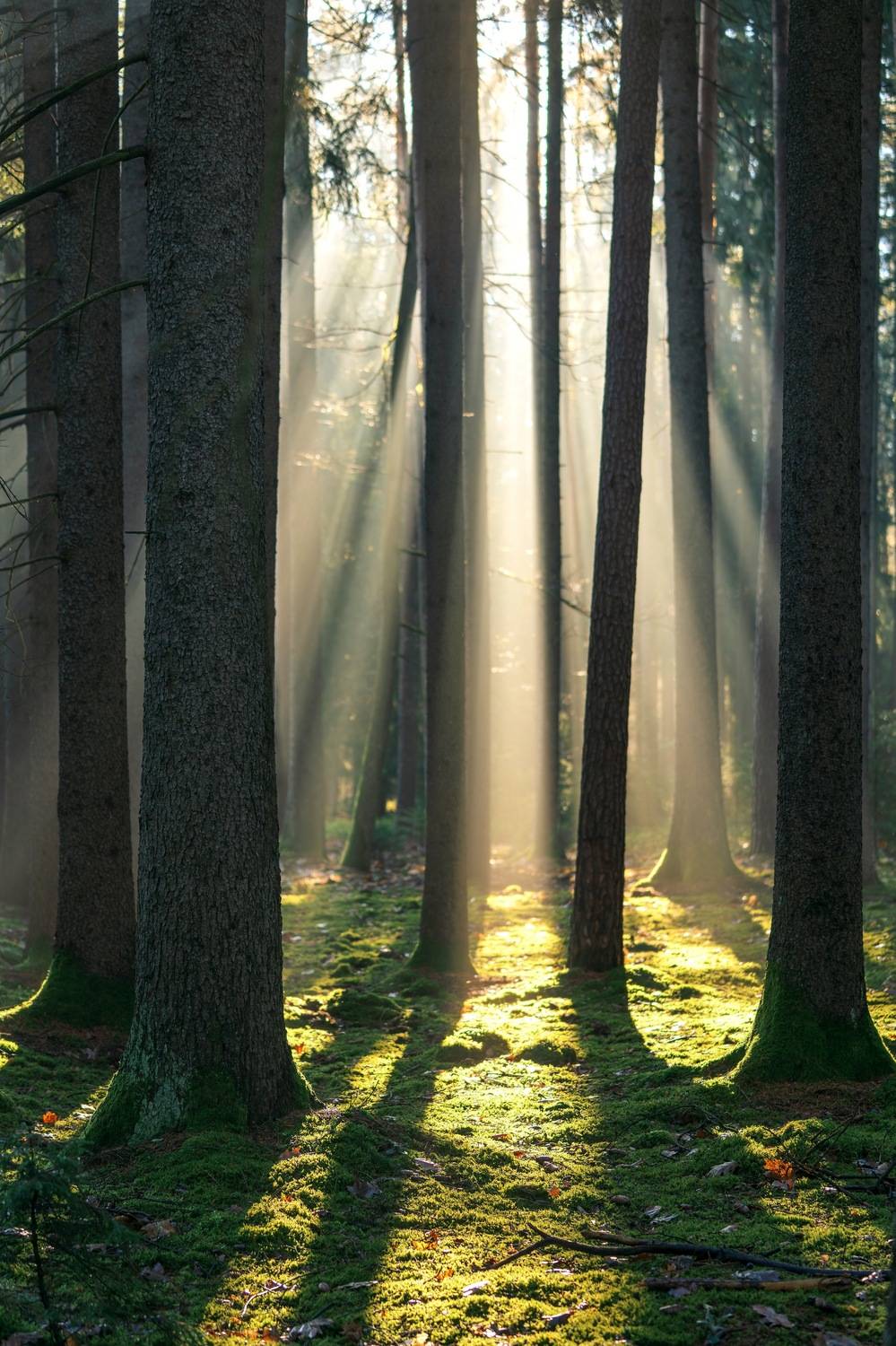 , Шимаковский Юрий