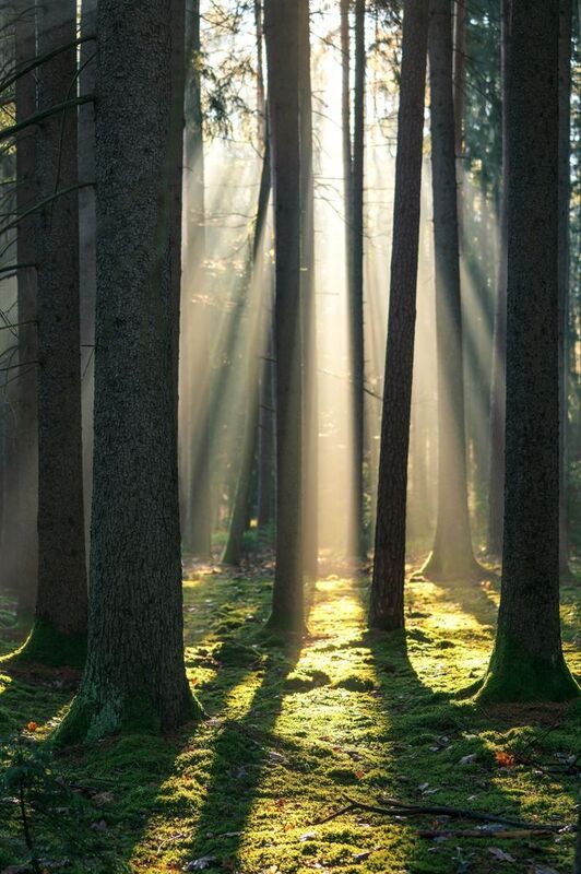 Утренний свет фото превью