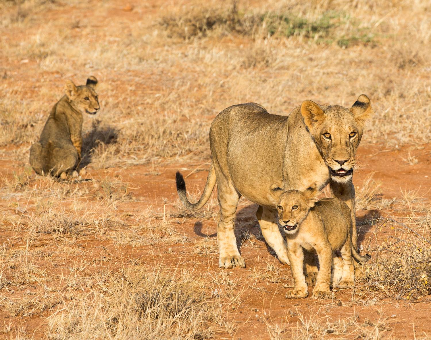 kenya, samburu, Vorobeychik Vladimir