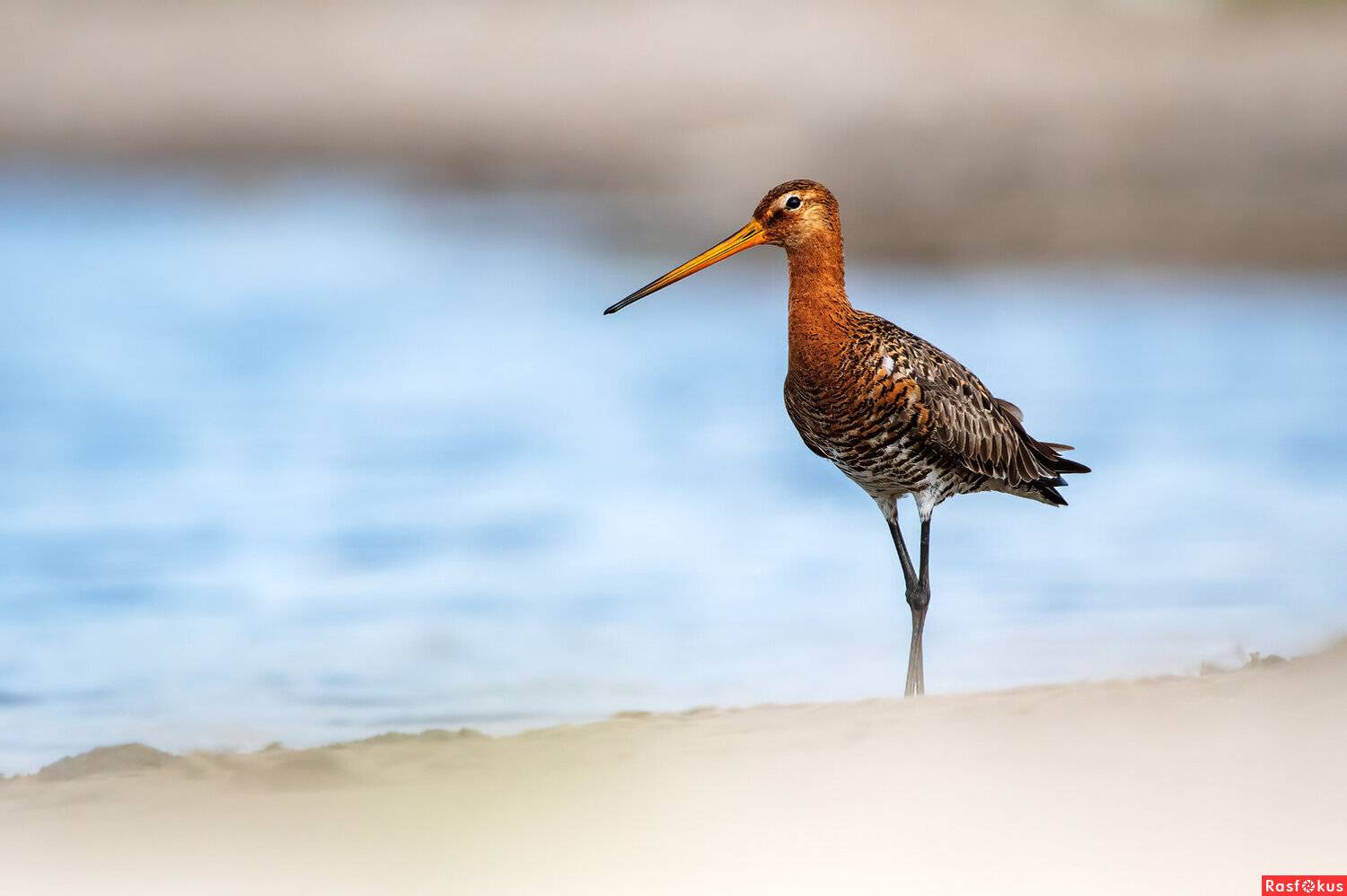 , Павел Ныриков