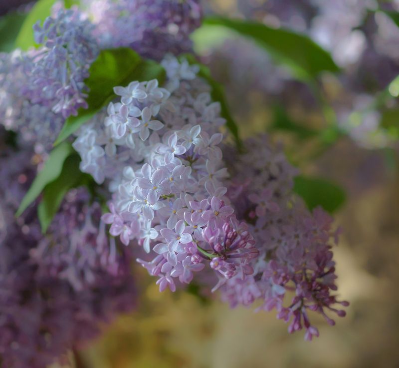 Аромат сирени фото превью