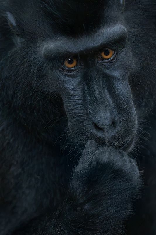 macaca_nigra,  sulawesi,  indonesia, worldphototravels, mikereyfman, wildlifephotography, naturephotography, photoworkshop Macaca Nigra фото превью