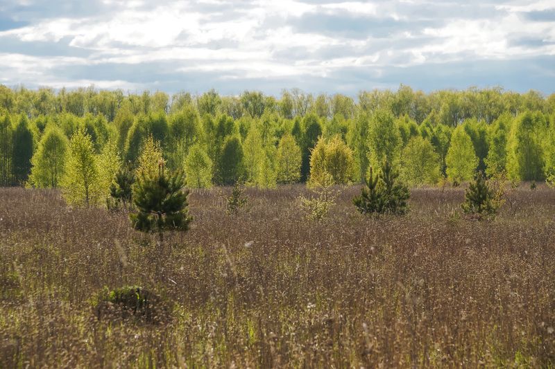 весна, сияние, лес Весенние кружева фото превью