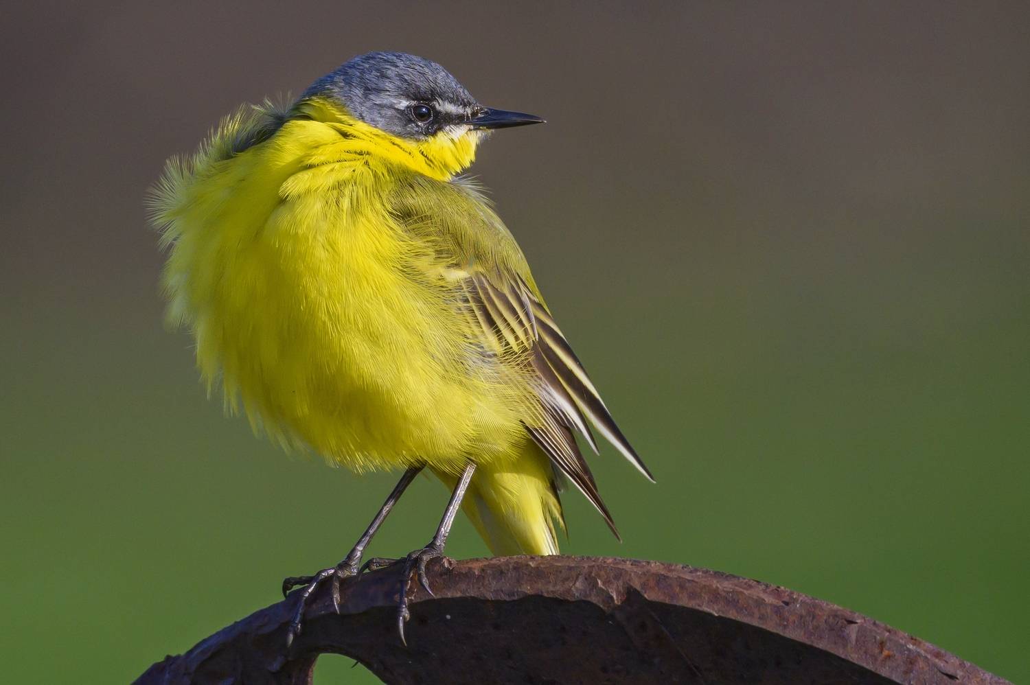 , Пупонин Сергей