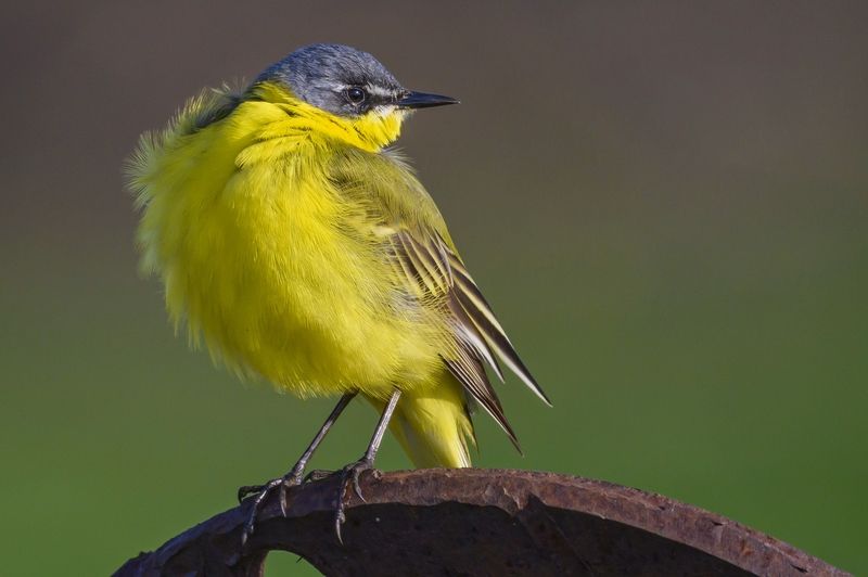 Трясогузка фото превью