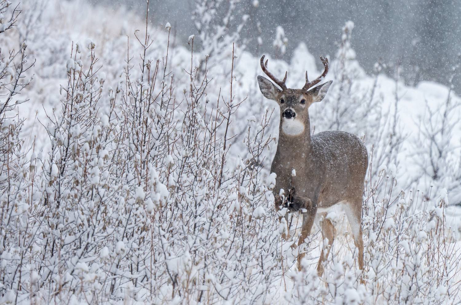 , Владимир Цветов