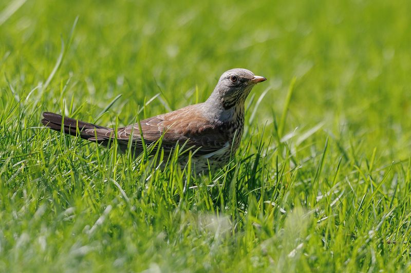Про дрозда-рябинника и земляного червя. фото превью