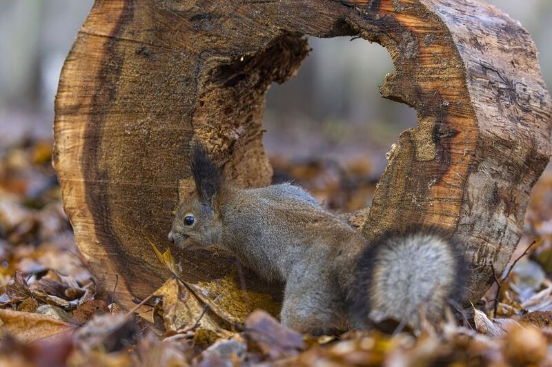 Белка  фото превью