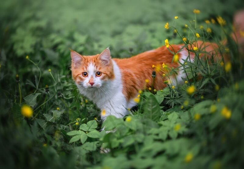 кот, кошка Персик. Домашний любимый котик фото превью