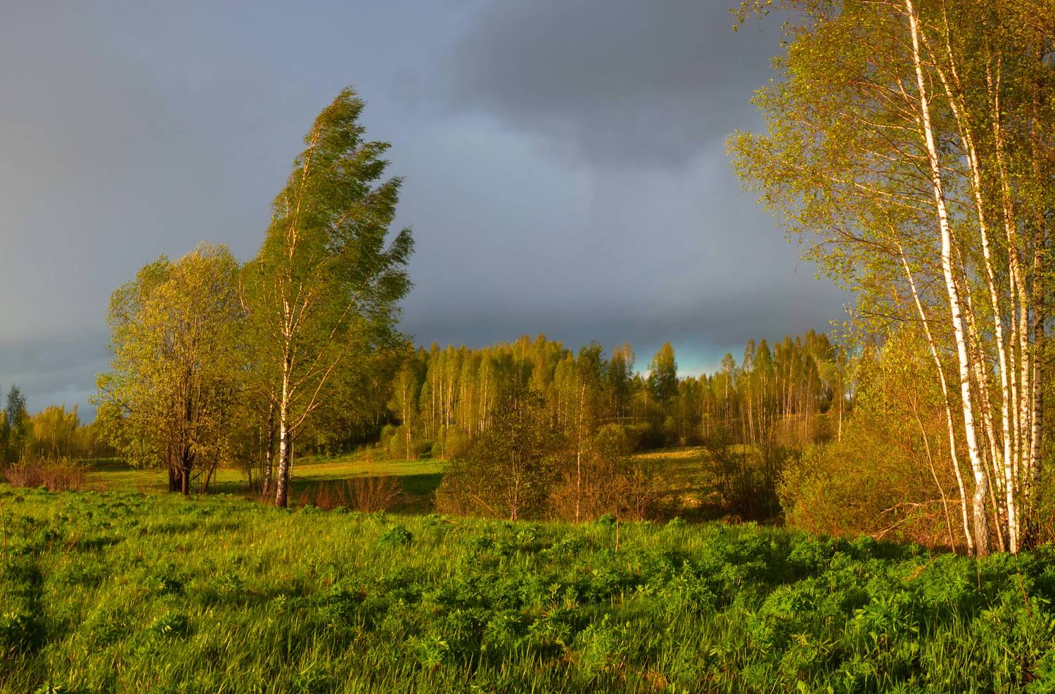 весна, поле, лесс, Свистков Александр